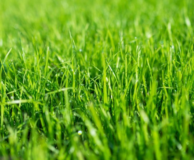Grassy lawn
